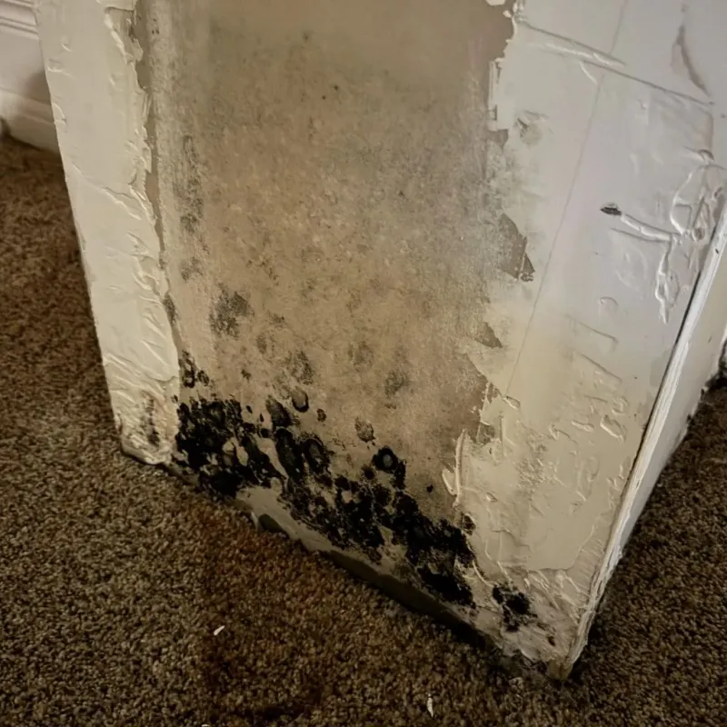 Professional Mold Removal in East Millcreek, UT